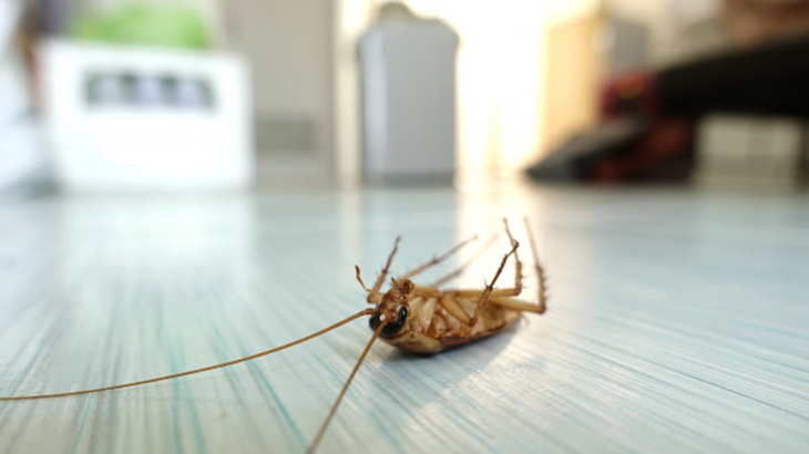 Cockroaches